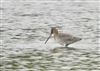 Black-tailed Godwit