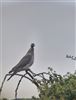 Woodpigeon