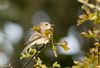 Spotted Flycatcher