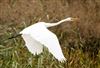 Great White Egret