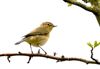 Chiffchaff