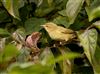 Willow Warbler