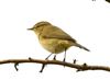 Chiffchaff