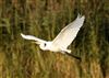 Great White Egret