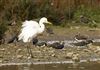 Great White Egret