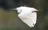 Little Egret