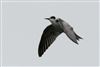 Black Tern