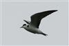 Black Tern