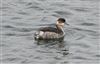 Black-necked Grebe