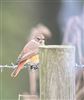 Redstart