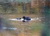 Little Grebe