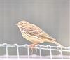 Meadow Pipit