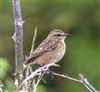 Whinchat