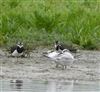 Sandwich Tern