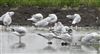 Sandwich Tern