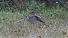 Wryneck