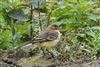 Yellow Wagtail