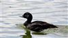 Common Scoter