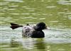 Common Scoter