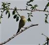 Chiffchaff