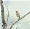 Tree Pipit