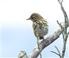 Tree Pipit