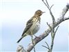 Tree Pipit