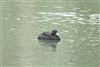 Common Scoter