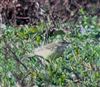 Photo of Yellow Wagtail at Dorney Common, Dorney, Buckinghamshire. Taken by Tony James on 22nd October 2025.