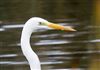 Great White Egret