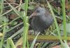 Water Rail