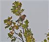 Common Crossbill