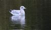 Photo of Herring Gull at Shardeloes, Buckinghamshire. Taken by Don Stone on 19th October 2025.