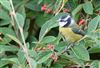 Blue Tit