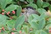 Blackcap