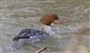 Goosander