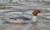Goosander