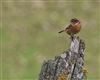 Stonechat