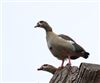 Egyptian Goose
