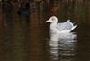 Photo of Herring Gull at Shardeloes, Buckinghamshire. Taken by Don Stone on 9th November 2025.