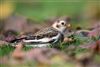 Snow Bunting