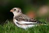 Snow Bunting