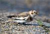 Snow Bunting
