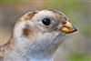 Snow Bunting