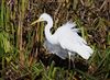 Great White Egret