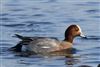 Wigeon