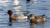 Wigeon