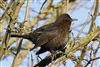 Blackbird