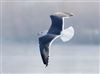 Lesser Black-backed Gull
