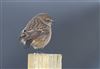 Stonechat